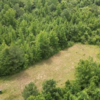 175+/- Acres - Hale County, AL - Timber Trails Tract