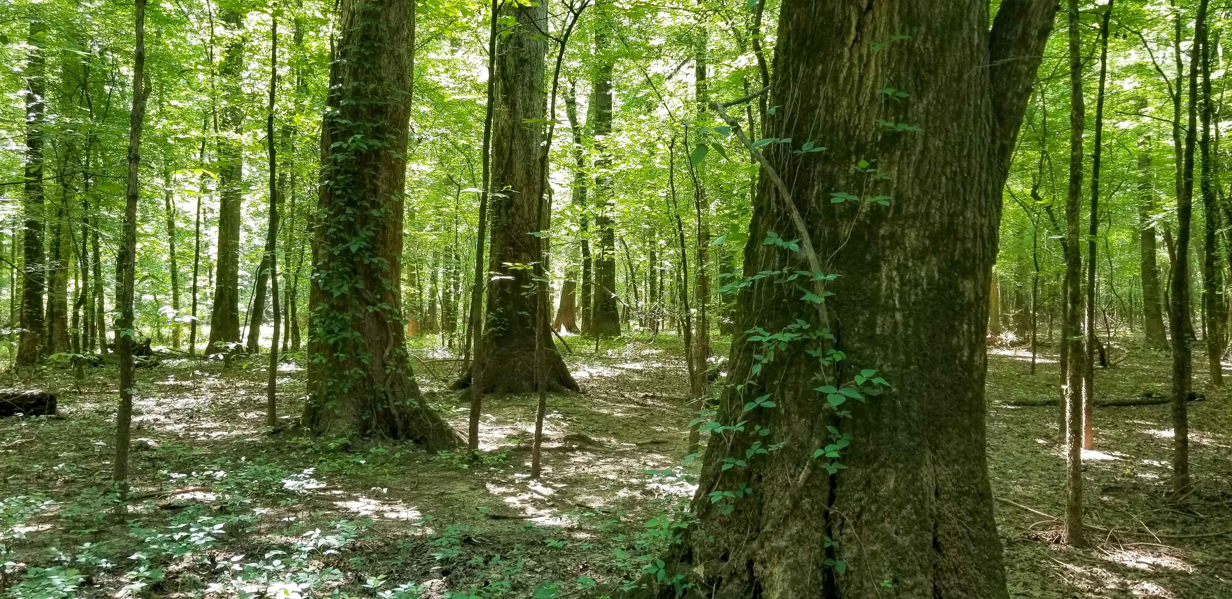 MillerTN19and33Topo2.jpg