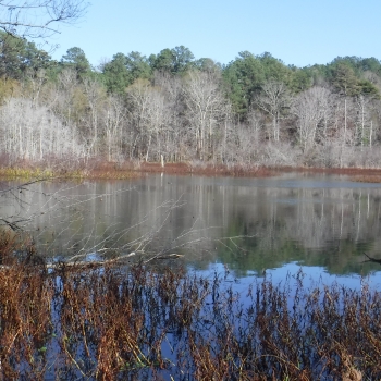 Tatum Road Tract-235ac-Newton Co., MS