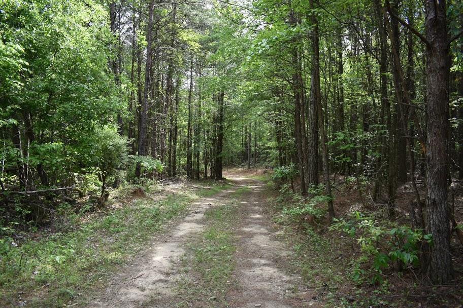 Winston County Property for Sale - Puddles on Ground Leading to Woods
