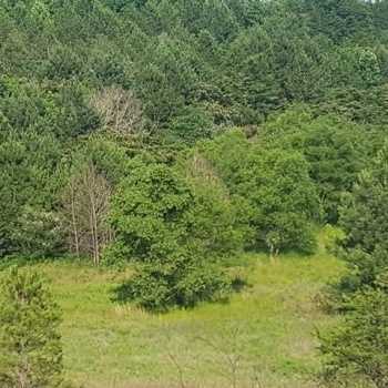 SOLD 40 ac. - Jefferson Co. -  Bone Dry Road Tract SOLD