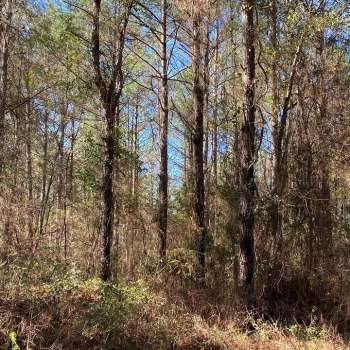 92 +/- Acres - Crenshaw/ Butler Counties - Honoraville Timber Investment and Hunting Tract