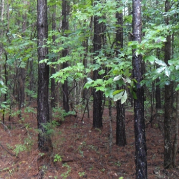40ac- Choctaw- Branch Road 40