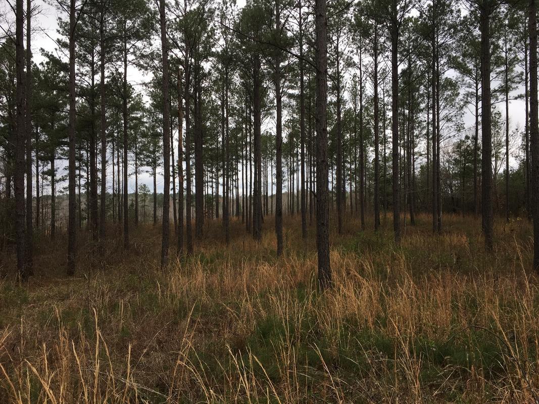 Tallapoosa County Property for Sale - Buck Caught on Night Camera on Tuggle Tract