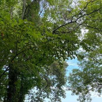 40 +/- Acres - Lawrence County, AL - North AL Hunting & Timber Investment Tract #2