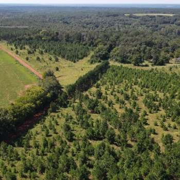 Roaring Branch Farm - 343 acres - Fort Gaines, GA