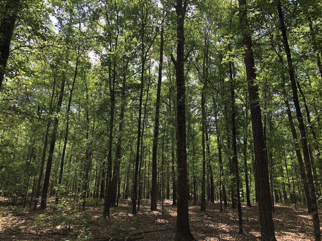 Biltmore Lane West Tract - 80 ac topo.jpg