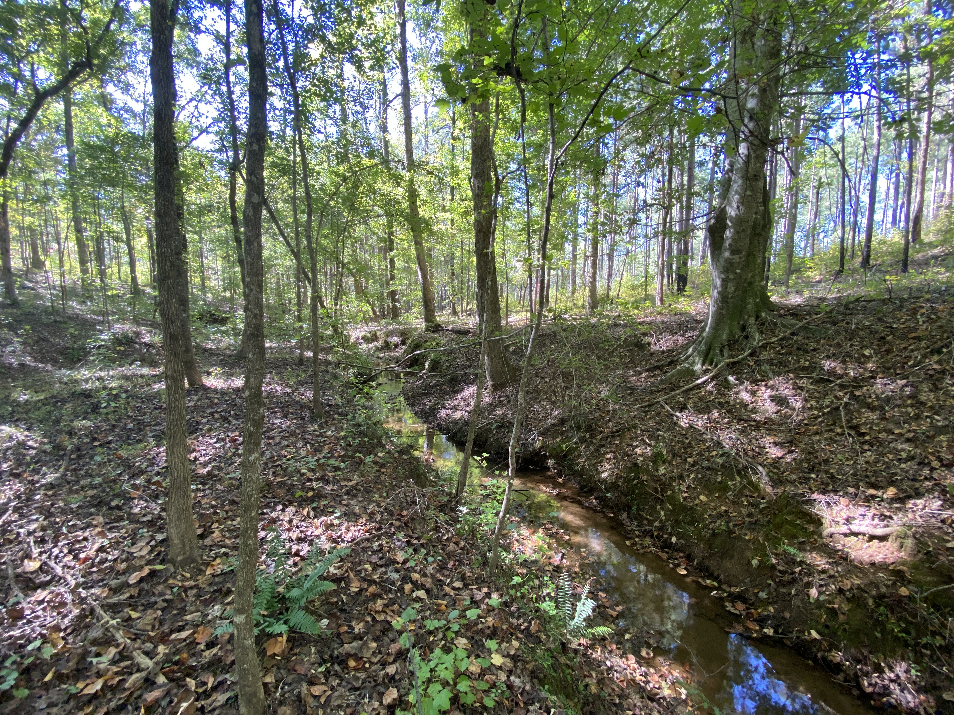 Lanier 268 ac topo.jpg