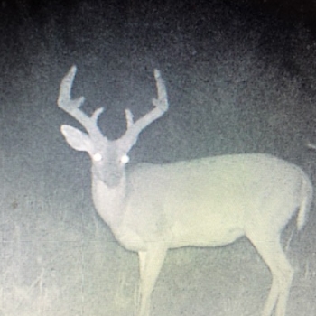 SOLD!! Yellow Creek Tract-42ac-Clarke, MS-UNDER CONTRACT