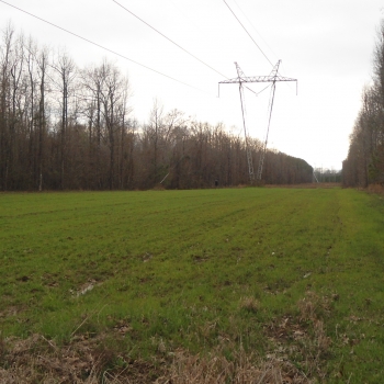 Lauderdale Toomsuba Road Tract- 118ac-Lauderdale Co., MS