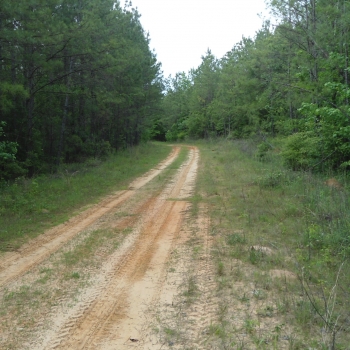 Ararat Pines West-124 ac- Choctaw Co., AL