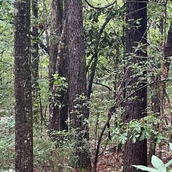 30 Acres - Clarke County - Lee Tract