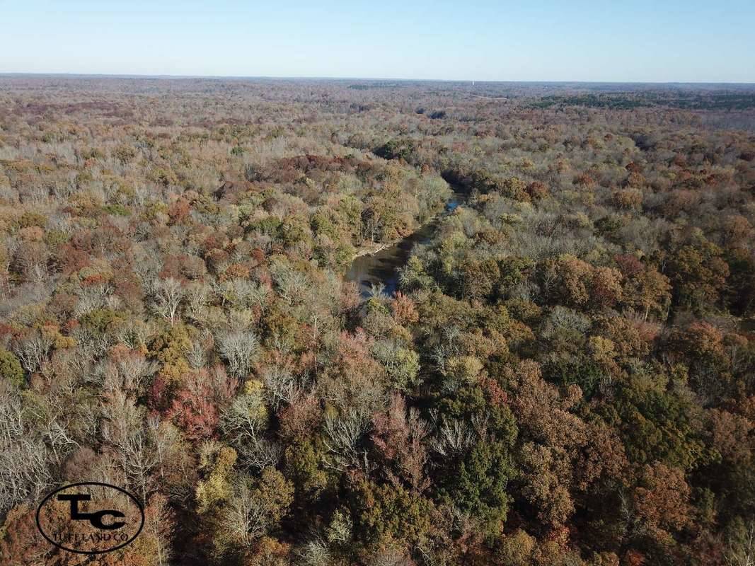 Hardeman & Haywood Counties Land For Sale - Thick and Healthy Forest on Property