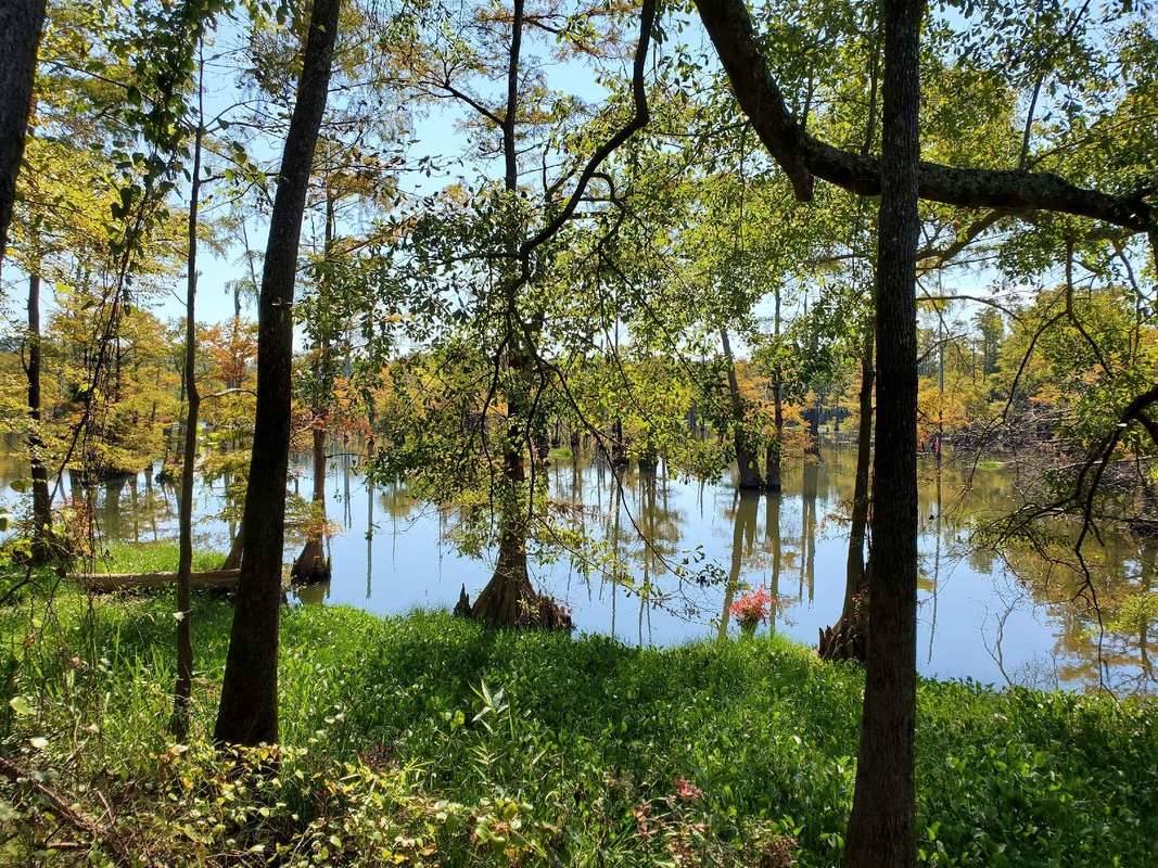 Greene County Land for Sale - Swampy Land on Property