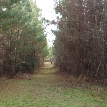 SOLD!! Chicken House Road Tract-40ac-Lauderdale Co. MS