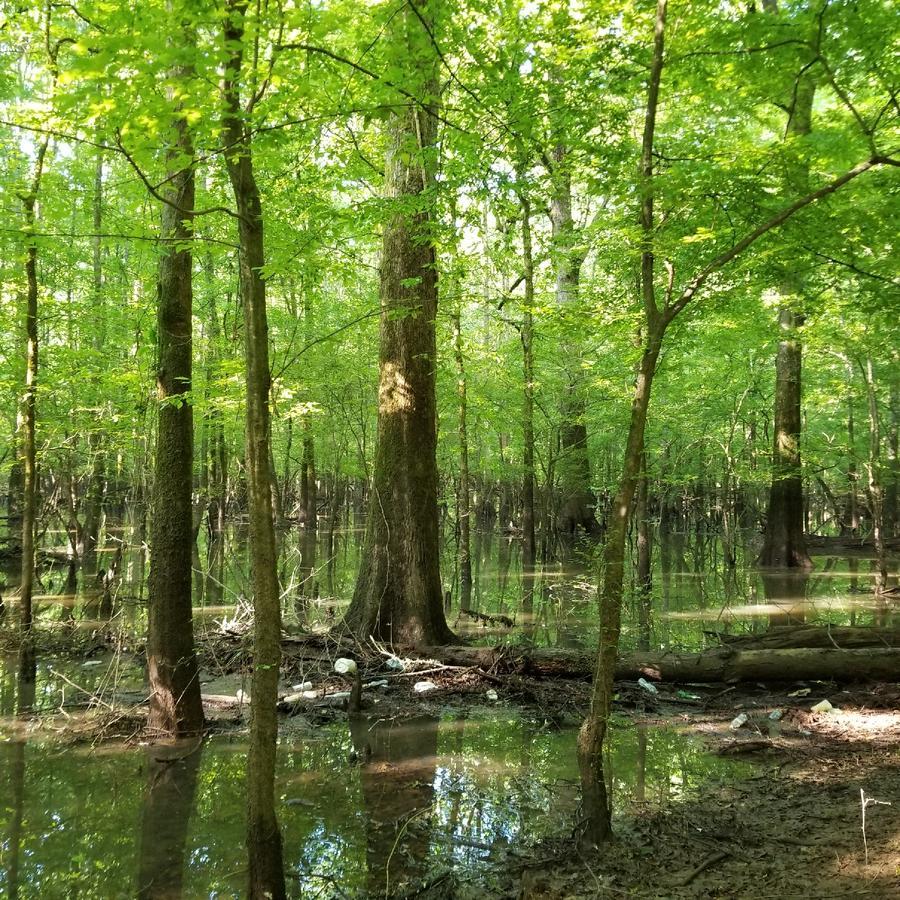 Miller-500ac-McNairy Co Tn-Tuscumbia River Tract.jpg