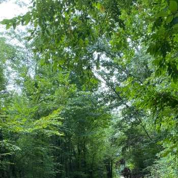 15 +/- Acres - Lawrence County, AL - North AL Hunting & Timber Investment Tract #3