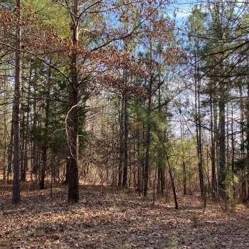 20 +/- Ac - Lamar County - Lamar County Hunting & Homesite