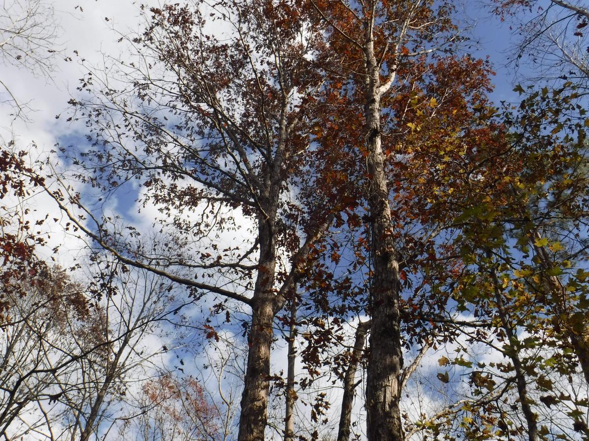 Pines