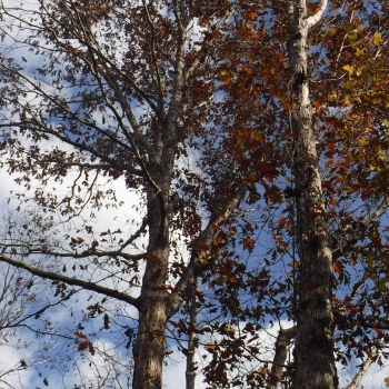 Aimwell Tract-80ac-Marengo AL