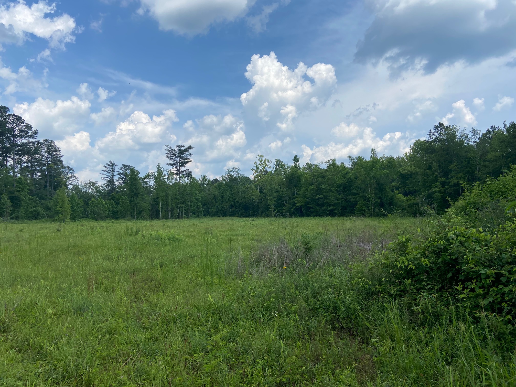 10 ac peidmont.jpg