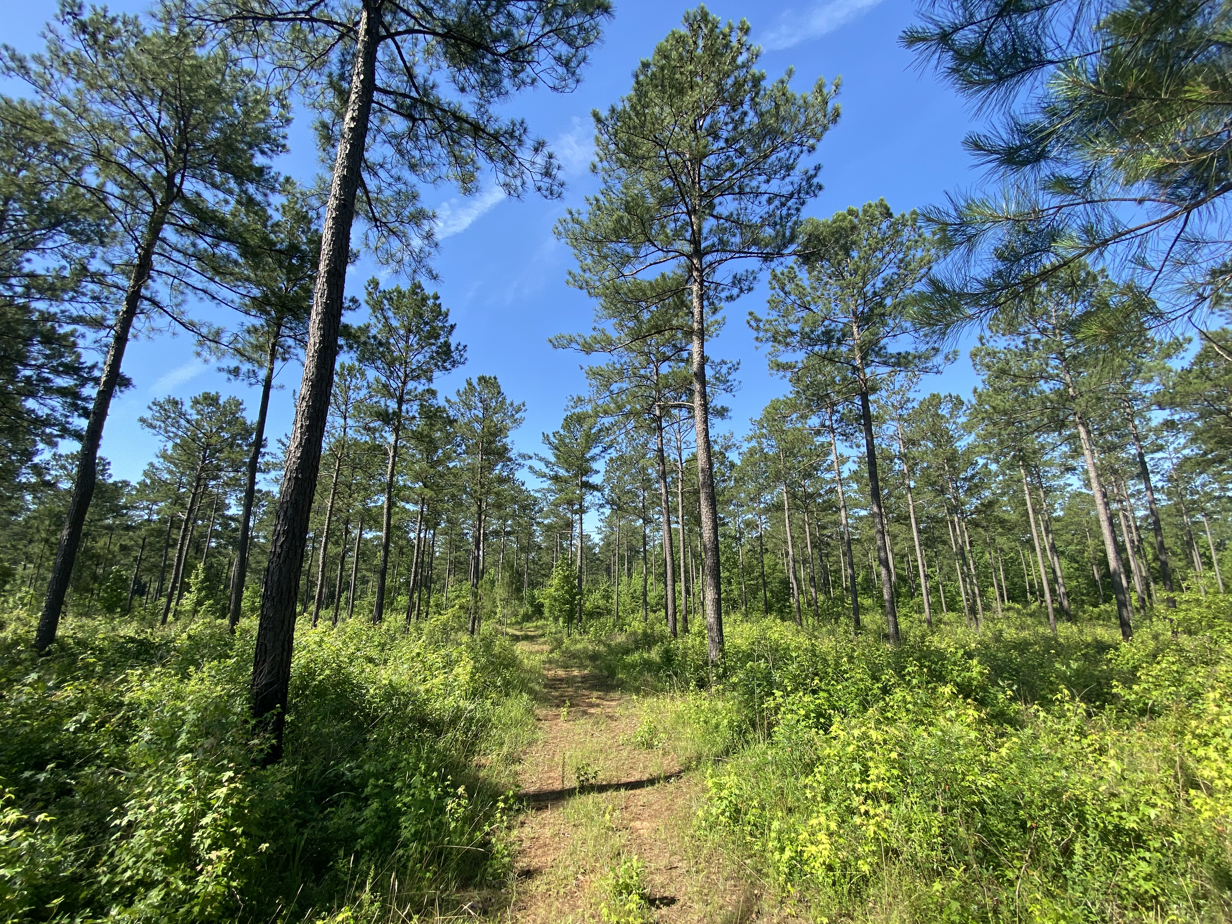 Lanier Tract 95 topo.jpg