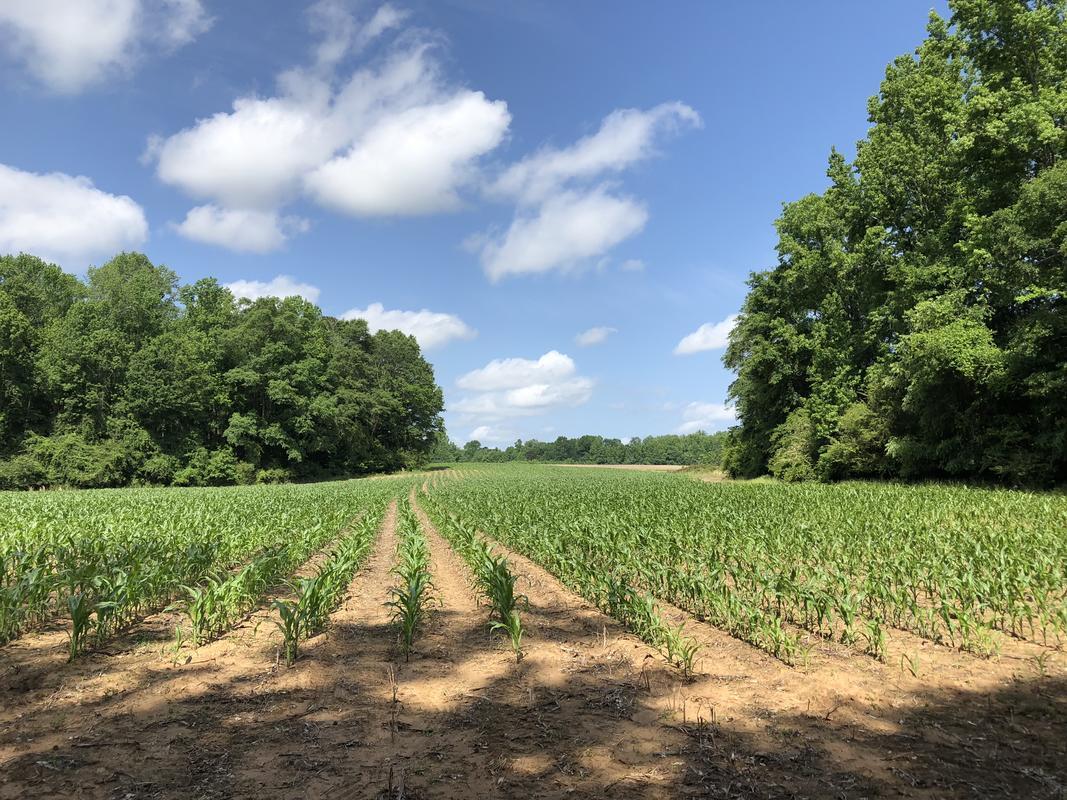 Biltmore Lane East Tract - 160 ac topo.jpg