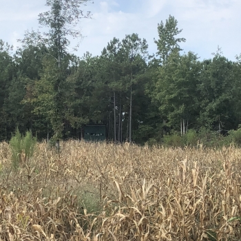 37 Ac. - Talladega County - Longleaf Tract