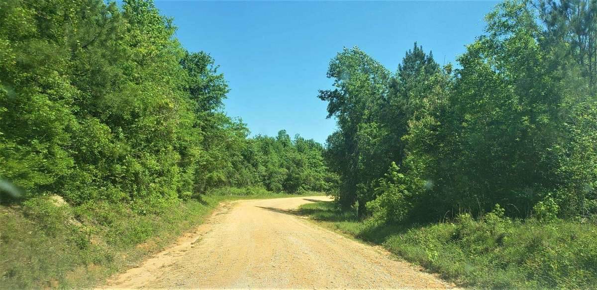 Marengo County Property for Sale - Green Trees in Forest