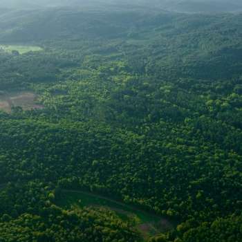 42 +/- Acres - Lawrence County, AL - Pine Tops Plantation Tract 5