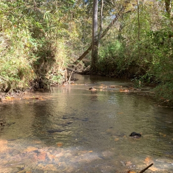 61 ac - Houston County - Meadows Creek Tract