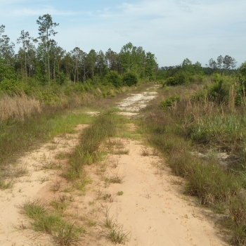 Ararat Pines East- 42 ac- Choctaw Co., AL