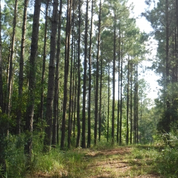 Edna Road Tract-192ac-Choctaw Co., AL