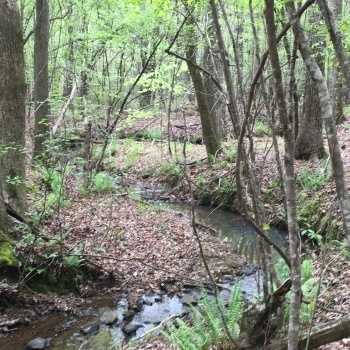 78 acres - Tallapoosa County - Gullage Tract