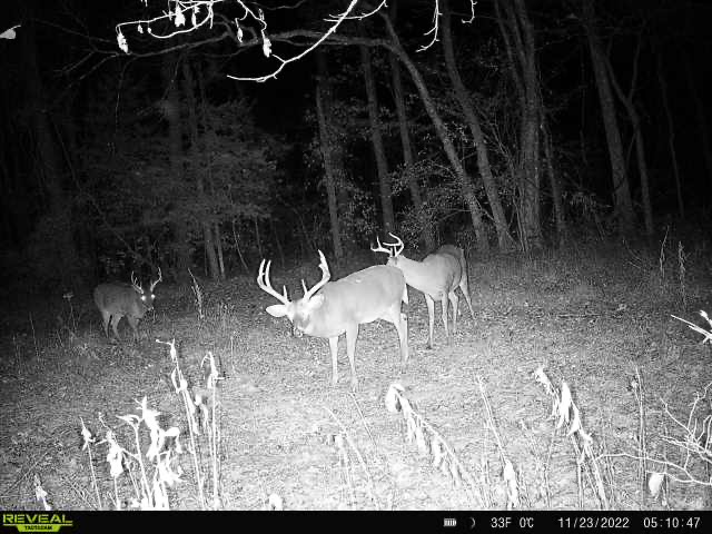 Trail Cam