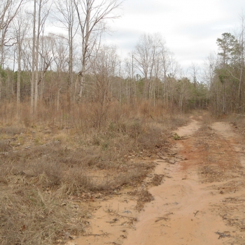 Topton Tract-100ac-Lauderdale Co. MS