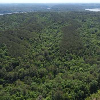 SOLD - 260 Ac - Walker County - Culp Tract