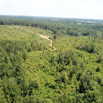 80 Ac - Chilton County - Rayborn Tract