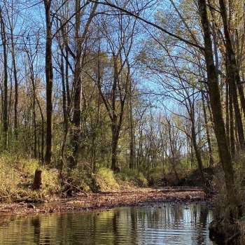100+/- Acres - Lawrence County, AL - Letson Tract