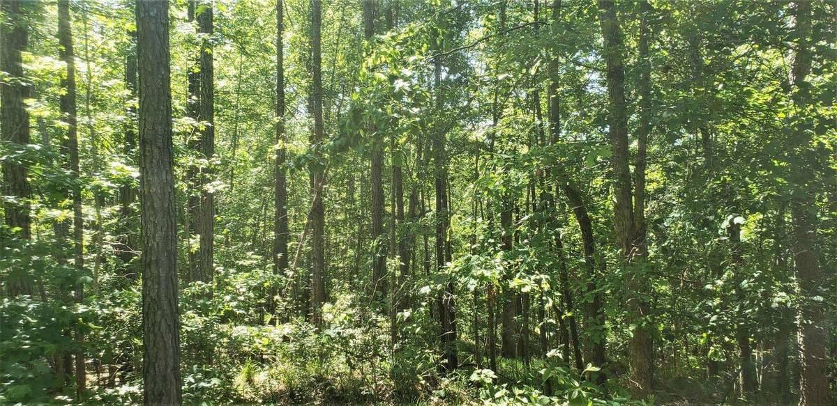 Marengo County Property for Sale - Trees in Forest