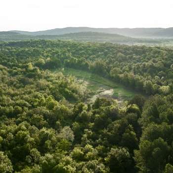 1210 +/- Acres - Lawrence County, AL - Pine Tops Plantation