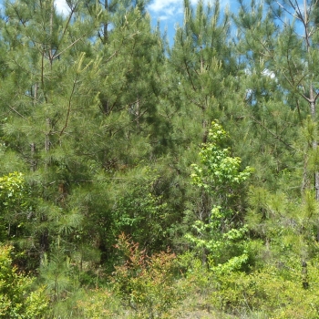 Hogeye Road Tract-160ac-Kemper Co. MS