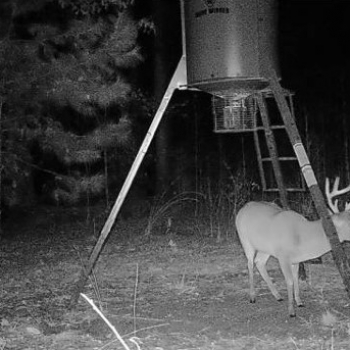 State Line Tract-127ac-Sumter Co., AL