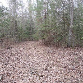State Line Tract-663ac-Lauderdale MS and Sumter AL