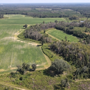 209 ac - Houston County - Worsham Farm