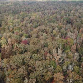 **SEALED BID** 456 +/- Ac - Marengo County - Mitchell Place