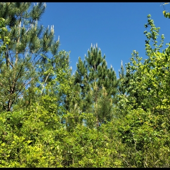 100 ac - Marengo Co - Glover 1