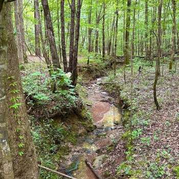 299 +/- Acres - Fayette County, AL - Yarbrough Timberlands