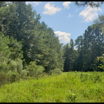 40 Ac - Wilcox Co - Canton Bend Tract