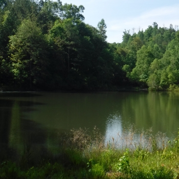 Cooper Tract-32ac-Choctaw County, AL